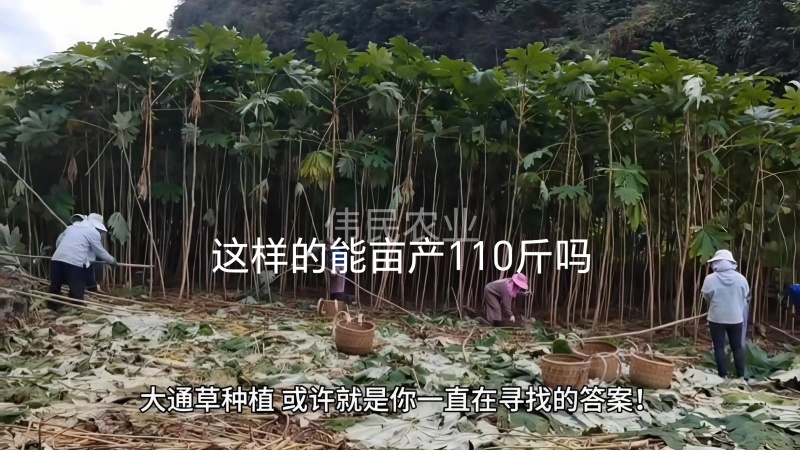 通草苗大户5000株起贵州大通草杯苗通草苗大通草