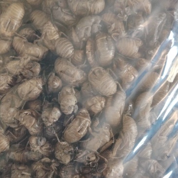 山东蝉蜕精品水洗一遍蝉蜕