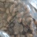 山东蝉蜕精品水洗一遍蝉蜕