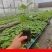 通草实验田100株起大通草杯苗贵州通草营养袋苗老桩苗