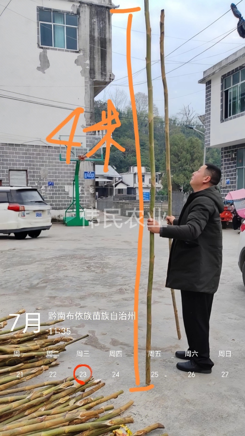 通草实验田100株起大通草杯苗贵州通草营养袋苗老桩苗