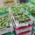 通草实验田100株起大通草杯苗贵州通草营养袋苗老桩苗