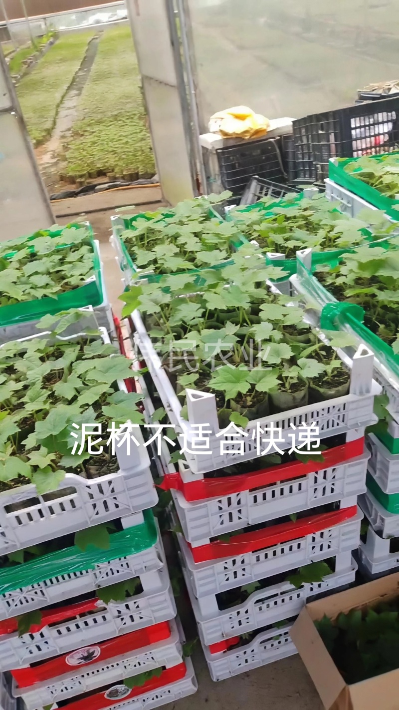 通草实验田100株起大通草杯苗贵州通草营养袋苗老桩苗