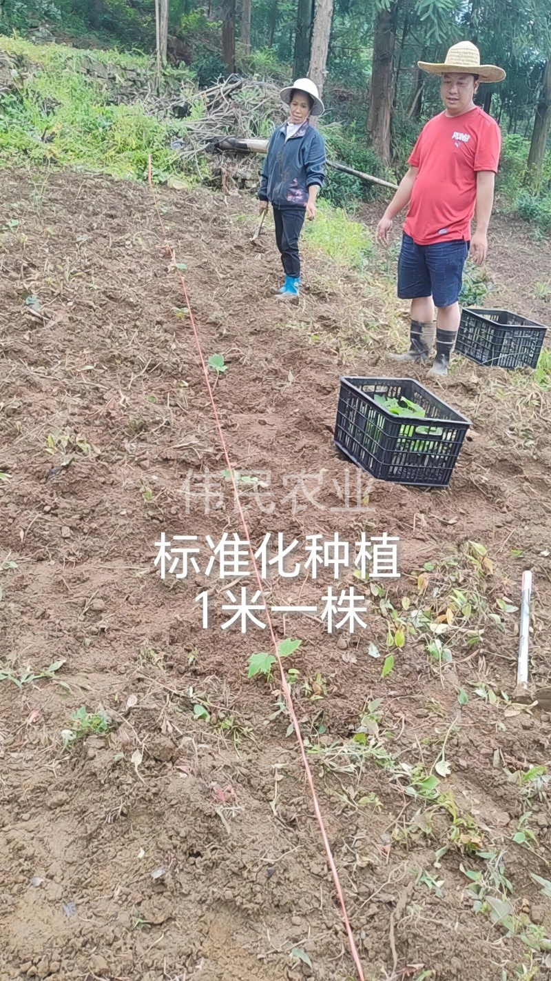 通草实验田100株起大通草杯苗贵州通草营养袋苗老桩苗