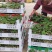 通草实验田100株起大通草杯苗贵州通草营养袋苗老桩苗