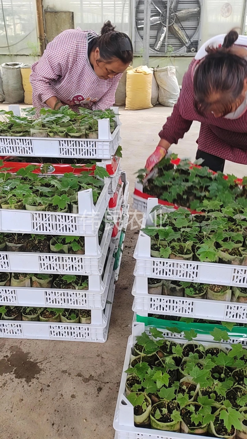 通草实验田100株起大通草杯苗贵州通草营养袋苗老桩苗