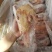 鸽子肉大量有货