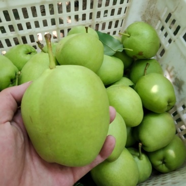 山东阳信，早酥梨