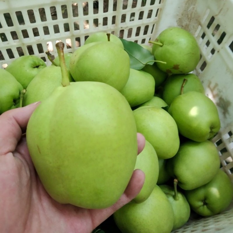 山东阳信，早酥梨