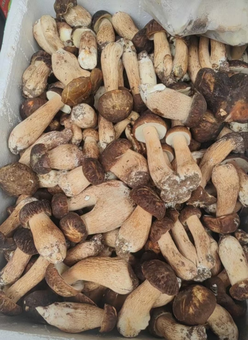 美味牛肝菌