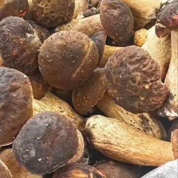 美味牛肝菌
