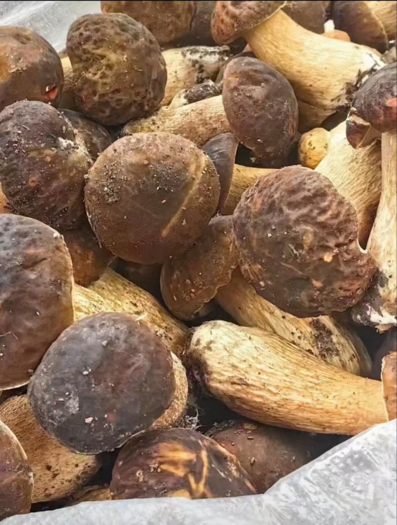 美味牛肝菌