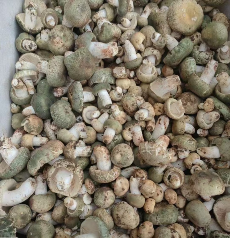 美味牛肝菌