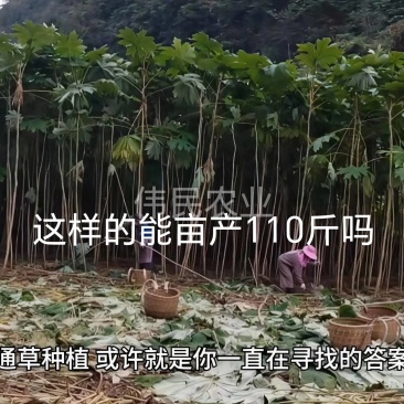 通草苗一亩地500株起大通草苗通草营养袋苗通草杯苗