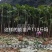 通草苗一亩地500株起大通草苗通草营养袋苗通草杯苗