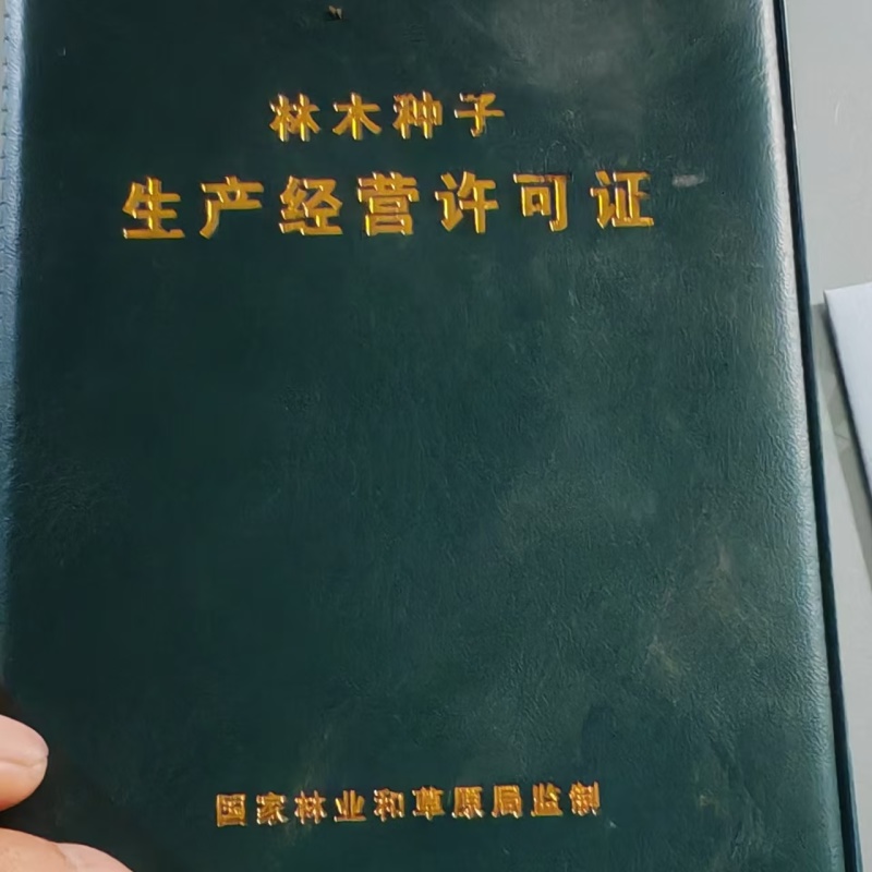 通草苗一亩地500株起大通草苗通草营养袋苗通草杯苗