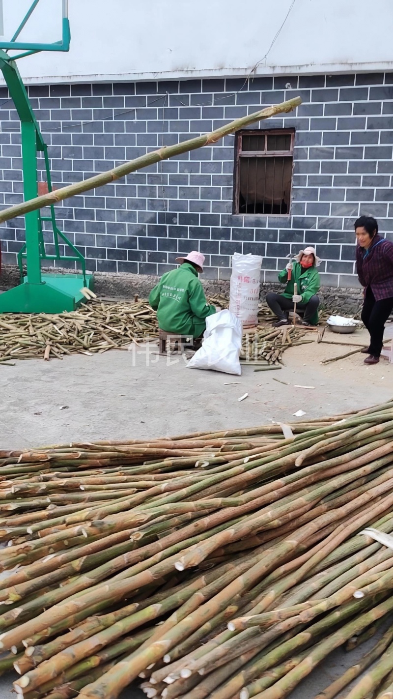 通草苗一亩地500株起大通草苗通草营养袋苗通草杯苗