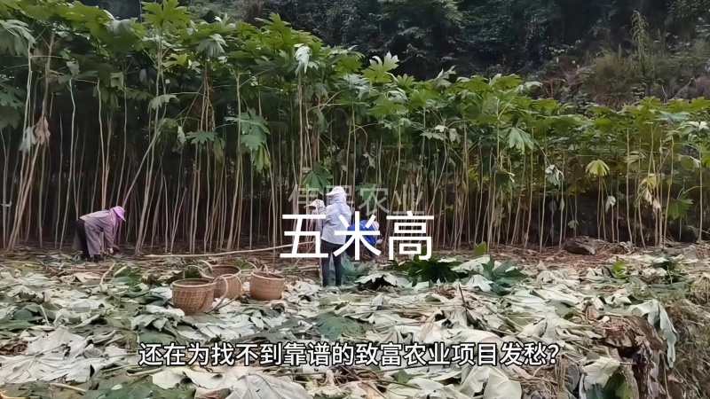 通草苗一亩地500株起大通草苗通草营养袋苗通草杯苗