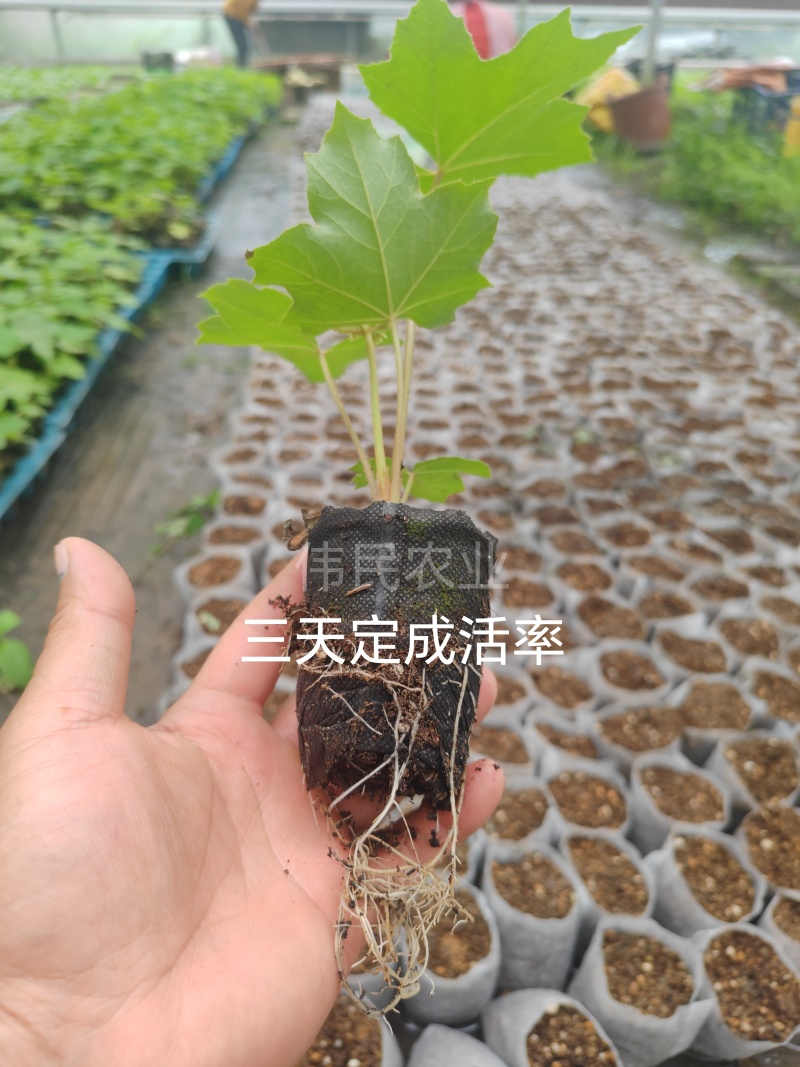 通草苗一亩地500株起大通草苗通草营养袋苗通草杯苗