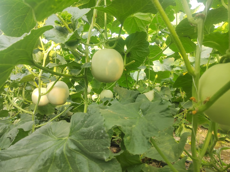 久红瑞头茬瓜