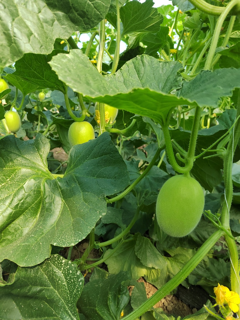 久红瑞头茬瓜