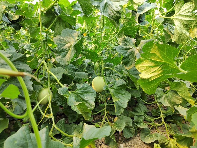 久红瑞头茬瓜