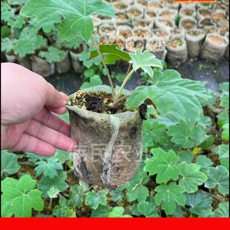 通草苗样品10株50元包邮大通草苗通草营养袋苗大通草杯苗