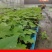 通草苗样品10株50元包邮大通草苗通草营养袋苗大通草杯苗