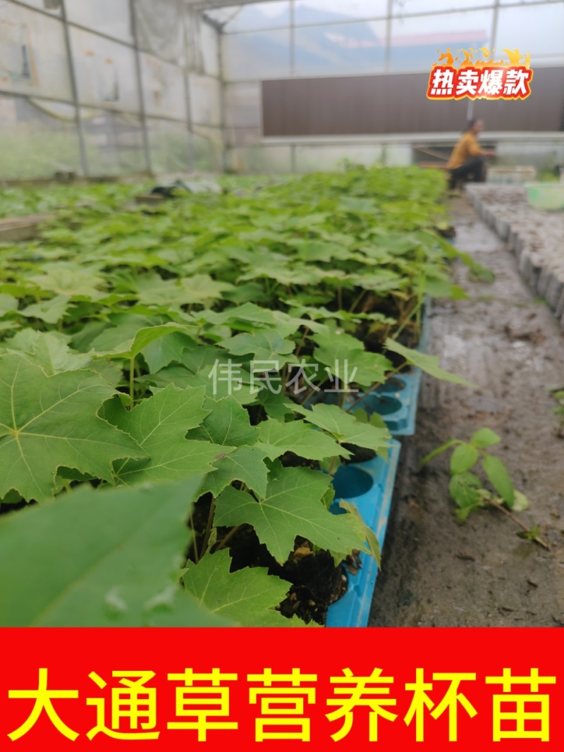 通草苗样品10株50元包邮大通草苗通草营养袋苗大通草杯苗