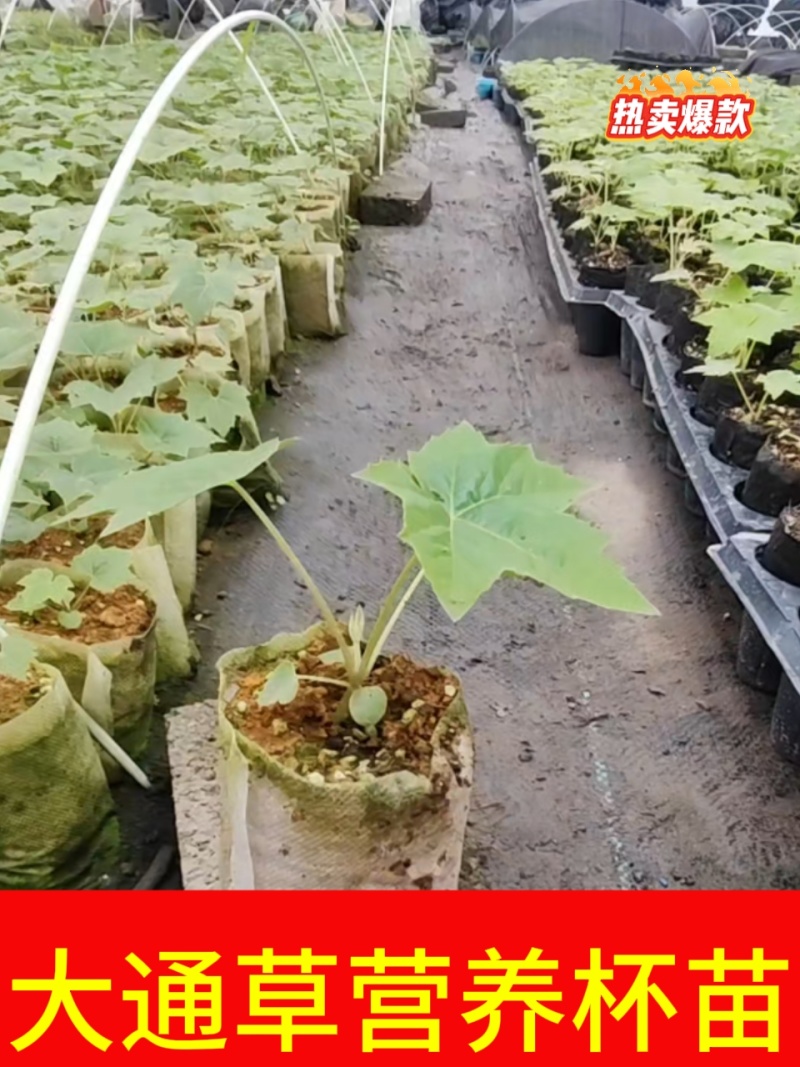 通草苗样品10株50元包邮大通草苗通草营养袋苗大通草杯苗