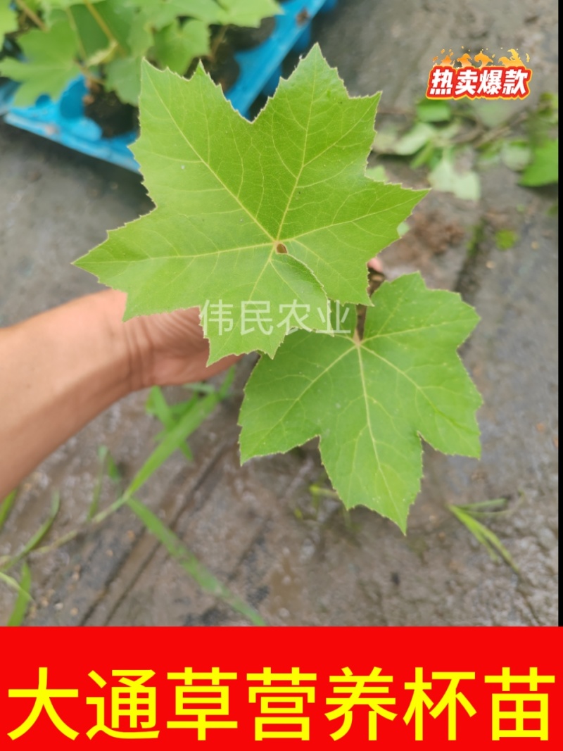 通草苗样品10株50元包邮大通草苗通草营养袋苗大通草杯苗