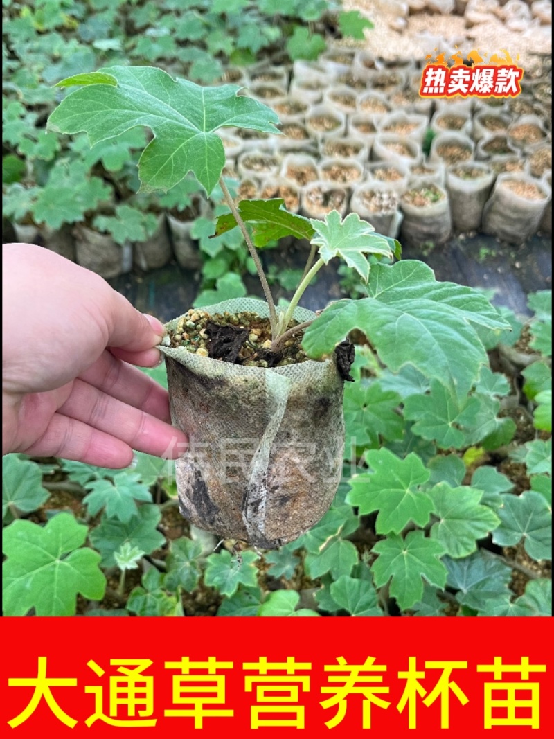 通草苗样品10株50元包邮大通草苗通草营养袋苗大通草杯苗