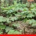 通草苗样品10株50元包邮大通草苗通草营养袋苗大通草杯苗