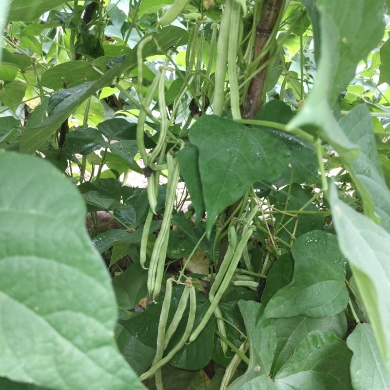 大量豆角出货，需要从速，加油加油加油