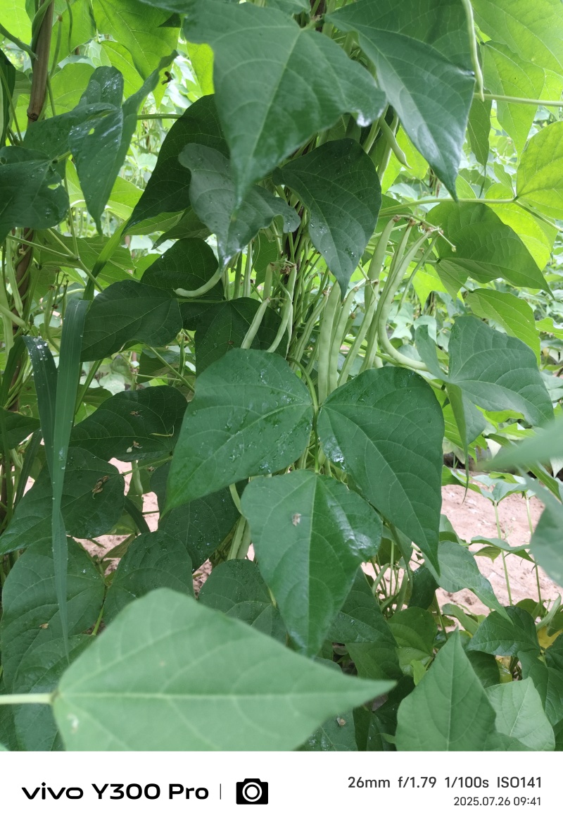 大量豆角出货，需要从速，加油加油加油
