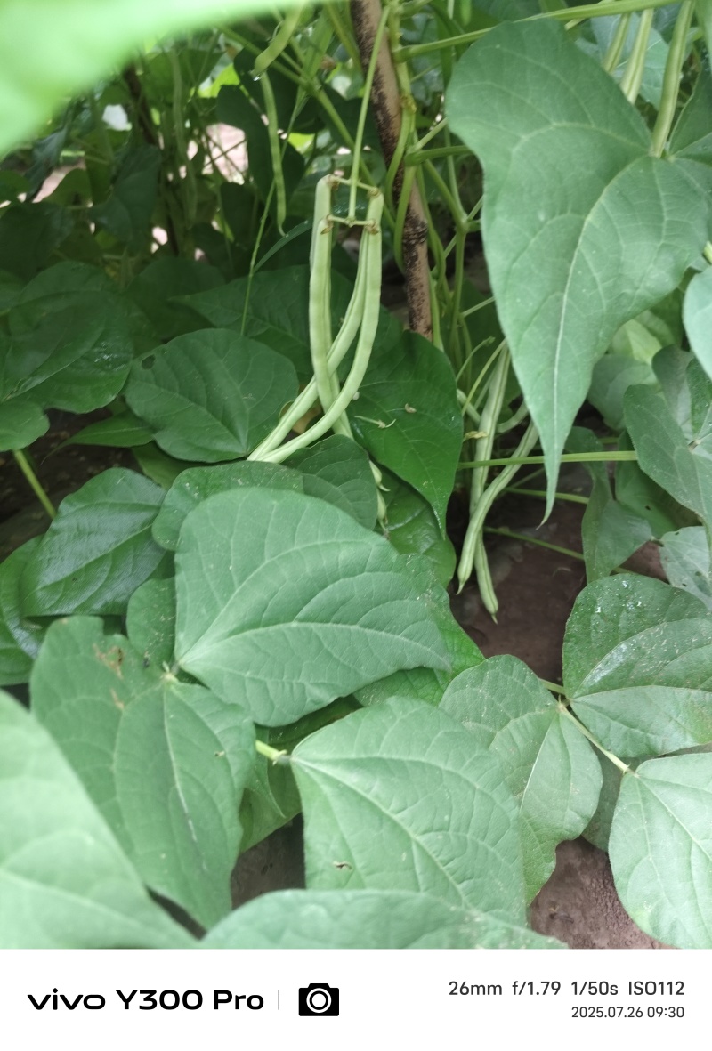 大量豆角出货，需要从速，加油加油加油