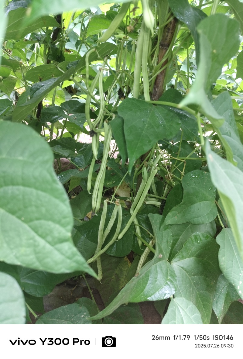 大量豆角出货，需要从速，加油加油加油