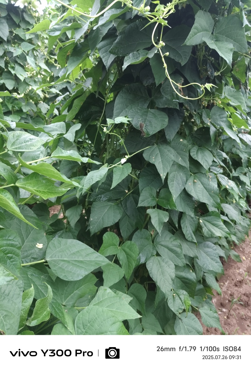 大量豆角出货，需要从速，加油加油加油