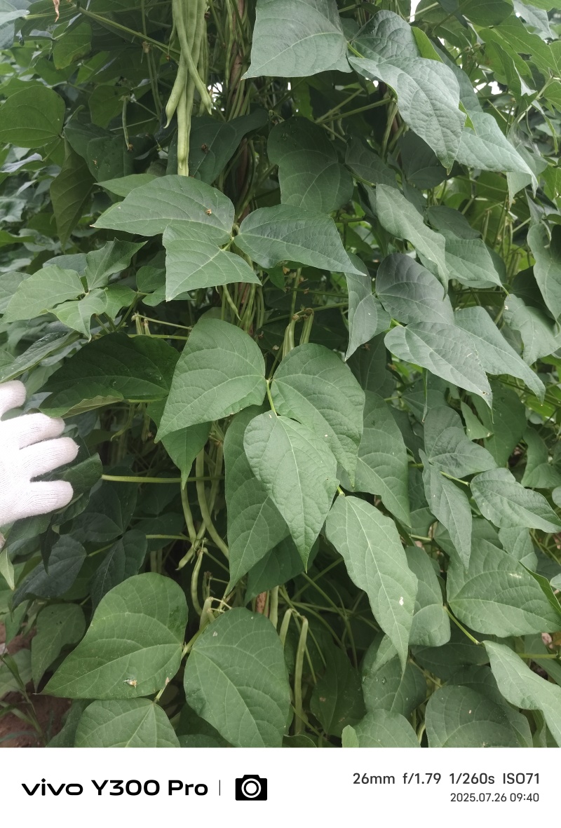 大量豆角出货，需要从速，加油加油加油