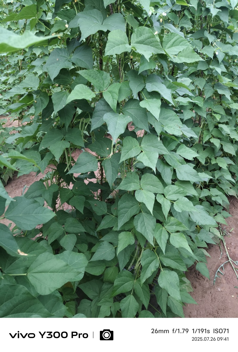 大量豆角出货，需要从速，加油加油加油