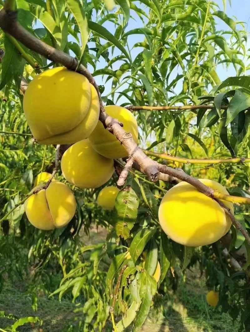 锦绣黄桃