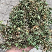 积雪草【包邮】三斤起发货可批量可零售量大从优