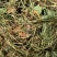 积雪草【包邮】三斤起发货可批量可零售量大从优