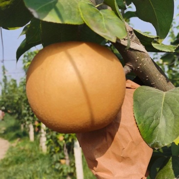 秋月梨，木栓很少，40万斤
