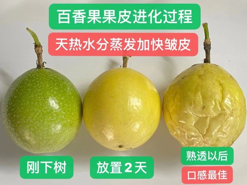 钦蜜9号芭乐味黄金百香果纯甜无酸产地现摘现发