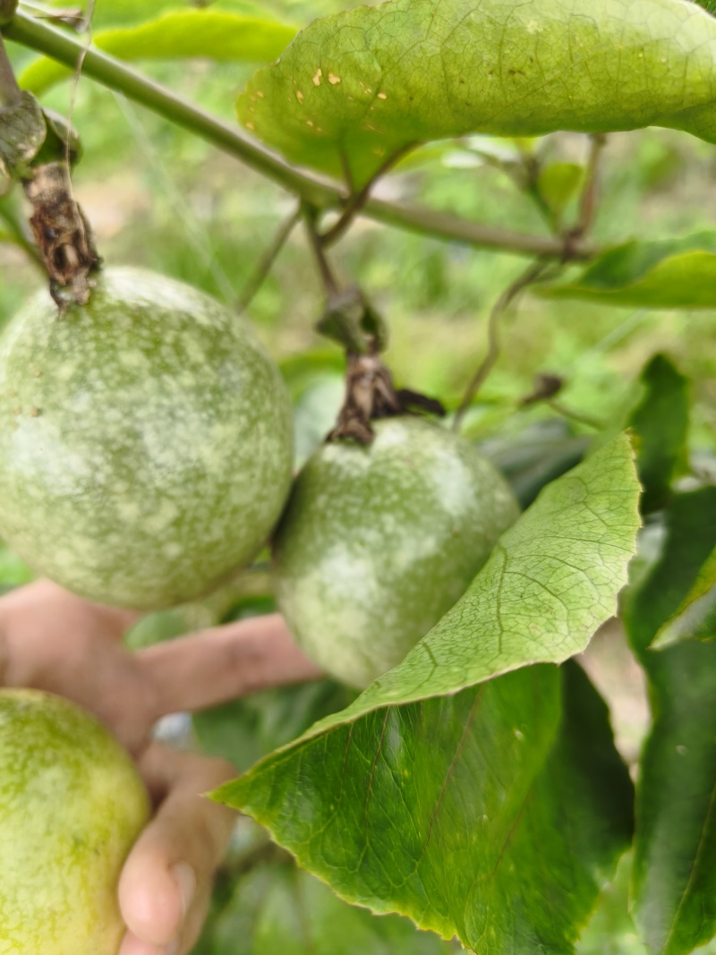 钦蜜9号百香果，统货，约200斤，价格可商量