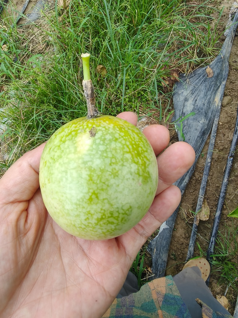 钦蜜9号百香果，统货，约200斤，价格可商量