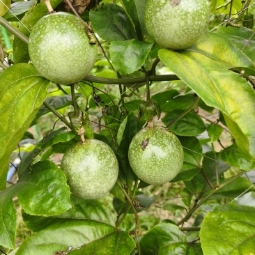 钦蜜9号百香果，统货，约200斤，价格可商量