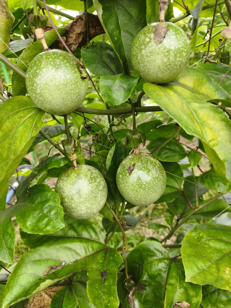 钦蜜9号百香果，统货，约200斤，价格可商量