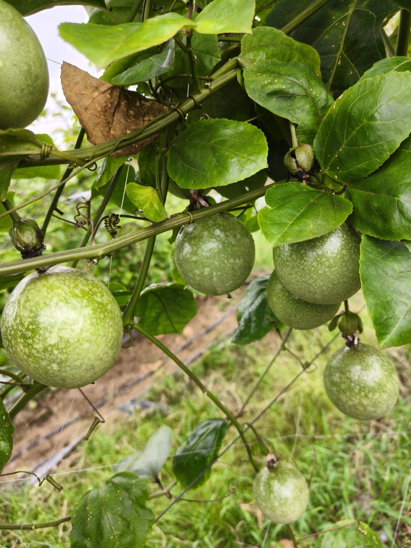 钦蜜9号百香果，统货，约200斤，价格可商量